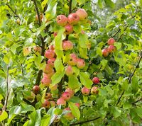 Malus Sieversii apple